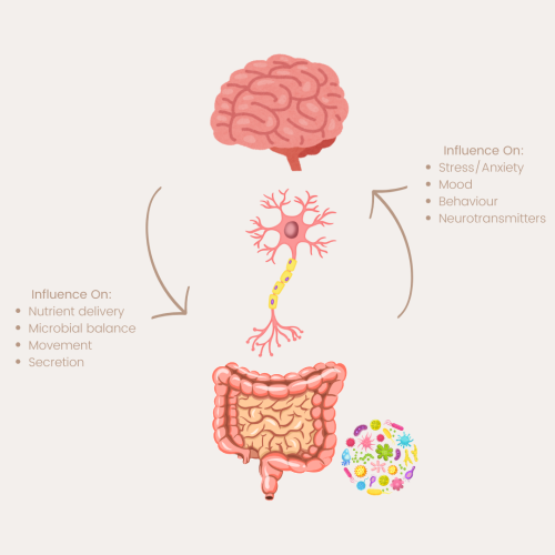 gut brain connection